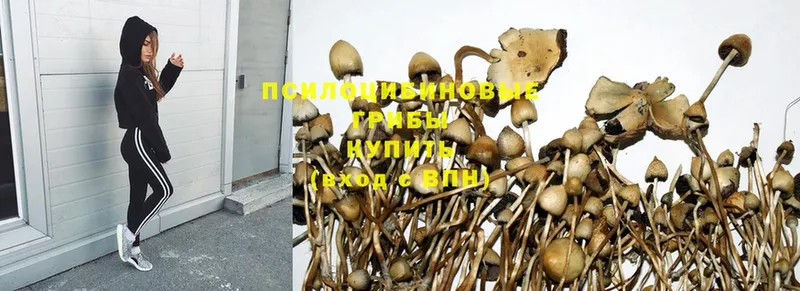 Галлюциногенные грибы MAGIC MUSHROOMS  Полярный 